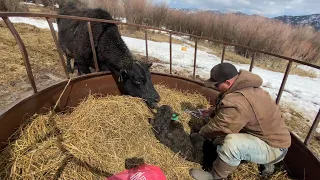 How I Tag Calves On Open Pasture