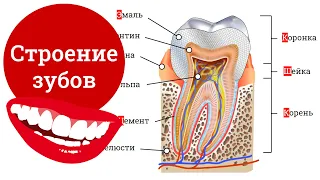 Строение зубов человека, зубная формула