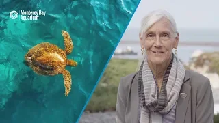 Protecting the Ocean, the Heart of Earth’s Climate System | A Message From Julie Packard