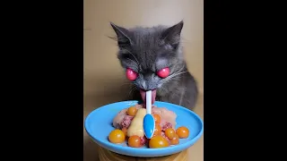 Best ASMR Cat Mukbang | funny cat eating | funniest cat