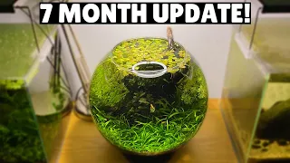 Jungle Style Planted Fish Bowl - 7 Month Update!