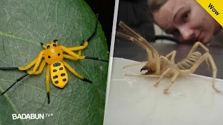 Los 13 insectos más extraños del mundo. Por el #3 pagan millones de dólares