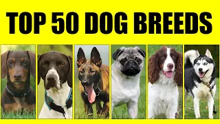 Top 50 Dog Breeds || Most Popular Dog Breeds in the world
