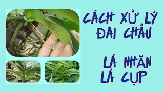 Cách khắc phục đai châu / nghinh xuân nhăn lá - vàng lá - lá cụp tai thỏ