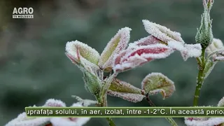 Cod Galben de îngheț – AGRO TV News