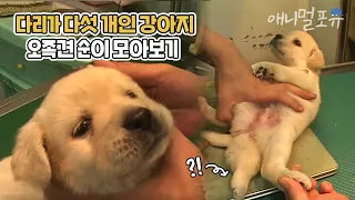 수술할 수 있을까..? 다리를 다섯 개 가지고 태어난 강아지 오족견 순이 모아보기🐶 | 마지막화까지 풀버전! | KBS 주주클럽 2005 방송