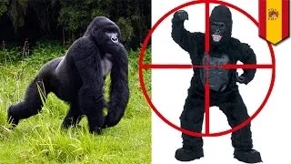 Работника зоопарка на Тенерифе приняли за сбежавшую гориллу