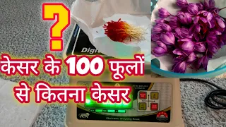 केसर के कितने फूलों से कितना केसर मिलता है ❓ | Growing Saffron Indoors | #saffron @DurgeshProjects