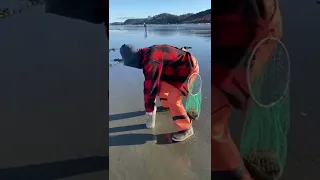 Catching Razor Clams