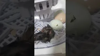 🐢장성 거북이농장   영차영차 새로운 가족이 생겼답니다..🐣🐣🐥🐥🐤🐤🐓