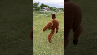 Be nice it’s their first day with legs #animals #farmanimals #alpaca #uselessfarm