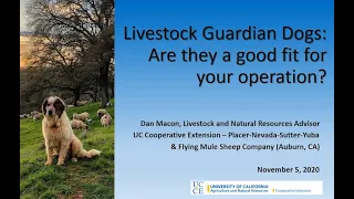 Livestock Guardian Dogs: Are they a good fit for your operation?