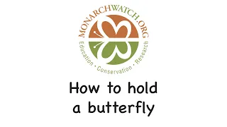 How to hold a butterfly