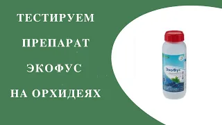 Тестируем препарат Экофус на орхидеях. Для азиатских малышей и реанимашек это то, что нужно!