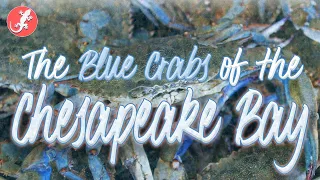 The Blue Crabs of the Chesapeake Bay