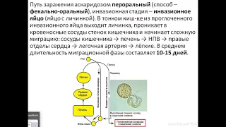 Аскарида человеческая (Ascaris lumbricoides)