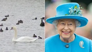 Queen Elizabeth gave royal swans to Florida city