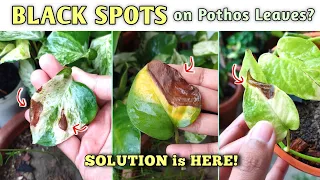 ABSOLUTE SOLUTION for Money Plant Leaves BLACK SPOTS (Pothos)