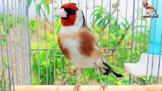 This goldfinch performs for you a song clean of errors