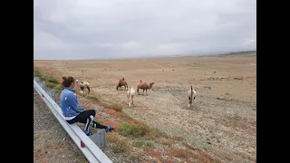 Российско-монгольская граница. Встреча с верблюдами:)