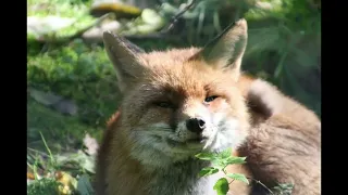 red panda VS fox