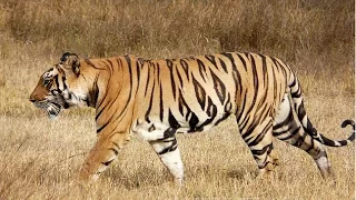 Man-Eating Tiger of Nepal (Nature Documentary)