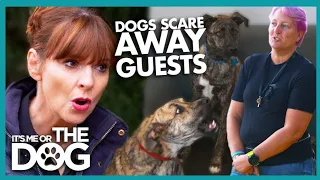 Dogs Fear Turns into Aggression😱  | It's Me or the Dog