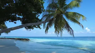 Fihalhohi Island Tour | Maldives 4K Video | DJI Pocket 2