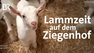 Ein Zicklein wird geboren: Ziegenhof und Käserei "Peters Glück" | Landwirtschaft | Reportage | BR