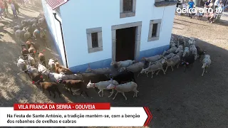 Minuto Beira Alta TV | Benção dos Rebanhos em Vila Franca da Serra - Gouveia