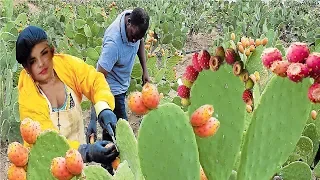 Cactus Fruit Harvesting - Prickly Pear Farm and Harvesting - Desert Agriculture Technology