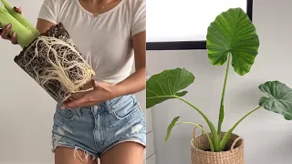 Alocasia Elephant Ear care tips and repotting! Yellow leaf issues and what to do?