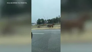 Loose horses wow onlookers on Cleveland highway