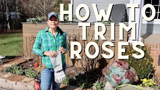 Get Big Beautiful Flowers: How to Trim Established Roses