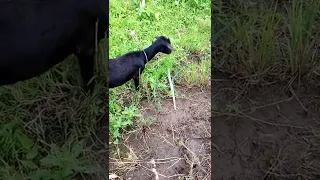 Kambing Eating Setaria Grass