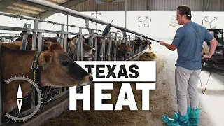 How Texas Dairies Are Managing the Heat