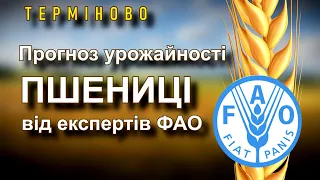 Терміново. Прогноз урожайності пшениці від експертів ФАО.