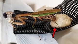 My pet praying mantis is finally laying eggs! The amazing egg-laying process of Kiwi