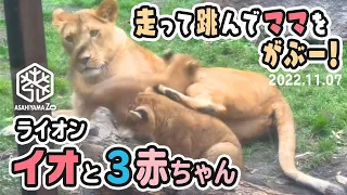 【旭山動物園】イオままもゴローン♪🐱🐱🐱🐱走って跳んでママをガブー！元気のかたまり３仔ライオン(11/7) [Asahiyama Zoo]  Lion, Io and her three cubs.