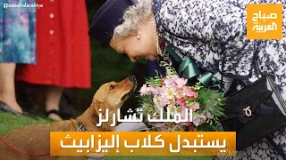 صباح العربية | في قصر باكنجهام.. استبدال كلاب الملكة إليزابيث بأخرى يفضلها الملك تشارلز