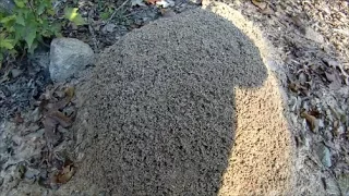 Disturbing a Huge FIRE ANT Mound! - Neuse River Trail, Clayton NC - Oct. 25, 2014