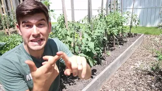 Plants You Can Intercrop With Tomatoes To Maximize Yield & Protect Soil Health