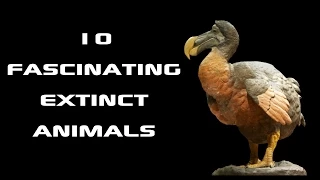 10 Fascinating Extinct Animals: Creature Countdown - FreeSchool