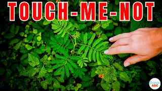 Why Do Touch-Me-Not (Mimosa Pudica) Leaves Close When Touched?