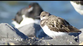 Steenloper #2 - Brouwersdam / Digiscoping Ruddy Turnstone