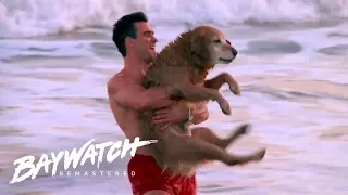 Australian Lifeguard Wiley Brown Saves A Dogs Life On The Bay! Baywatch Remastered