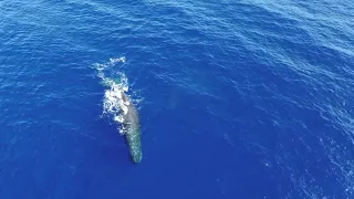 Whale Watching in Mauritius