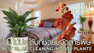 10 ไม้ประดับ ช่วยขจัดสารพิษ ตอนที่ 1 | Best 10 , Air cleaning indoor plants