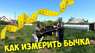 Как узнать живой вес быка или коровы по промерам и таблице без весов