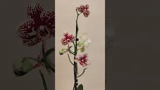 Орхидея Алоха. Уверена.